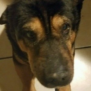 Meet your Posher, Dustin